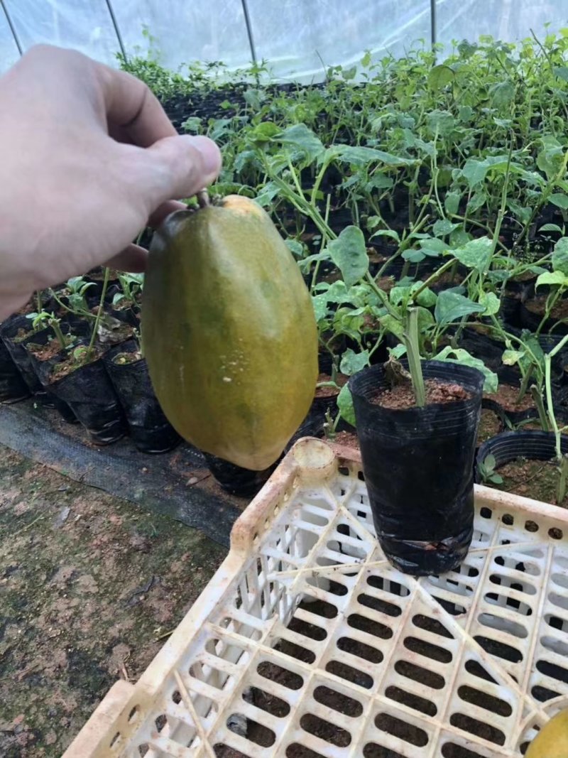 木瓜百香果苗，黄金木瓜百香果苗绿皮百香果苗，