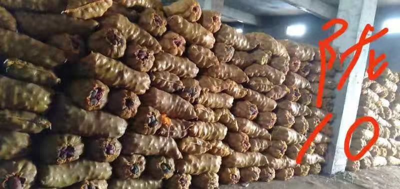 土豆种籽，甘肃产地考察选购批发，货源充足。