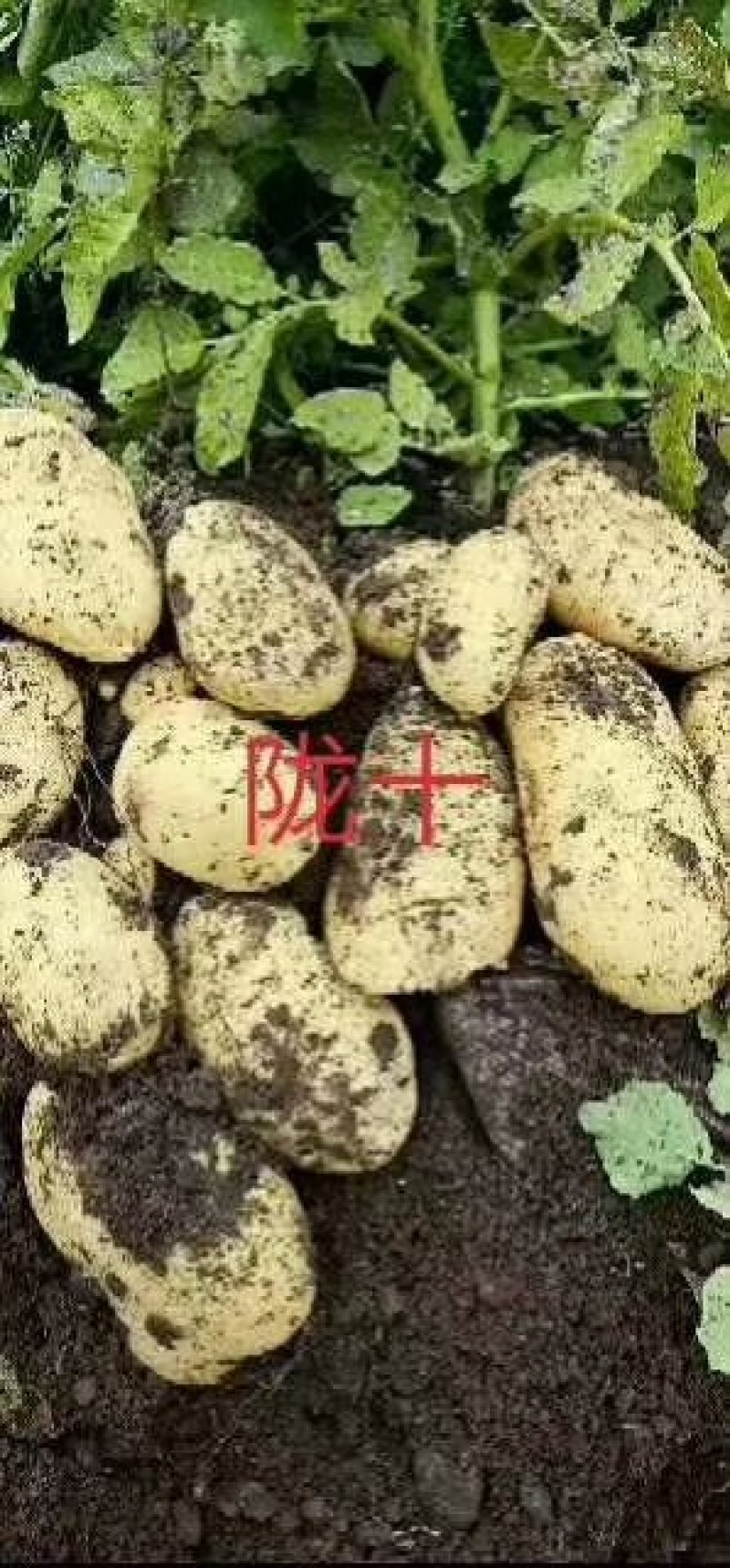 土豆种籽，甘肃产地考察选购批发，货源充足。