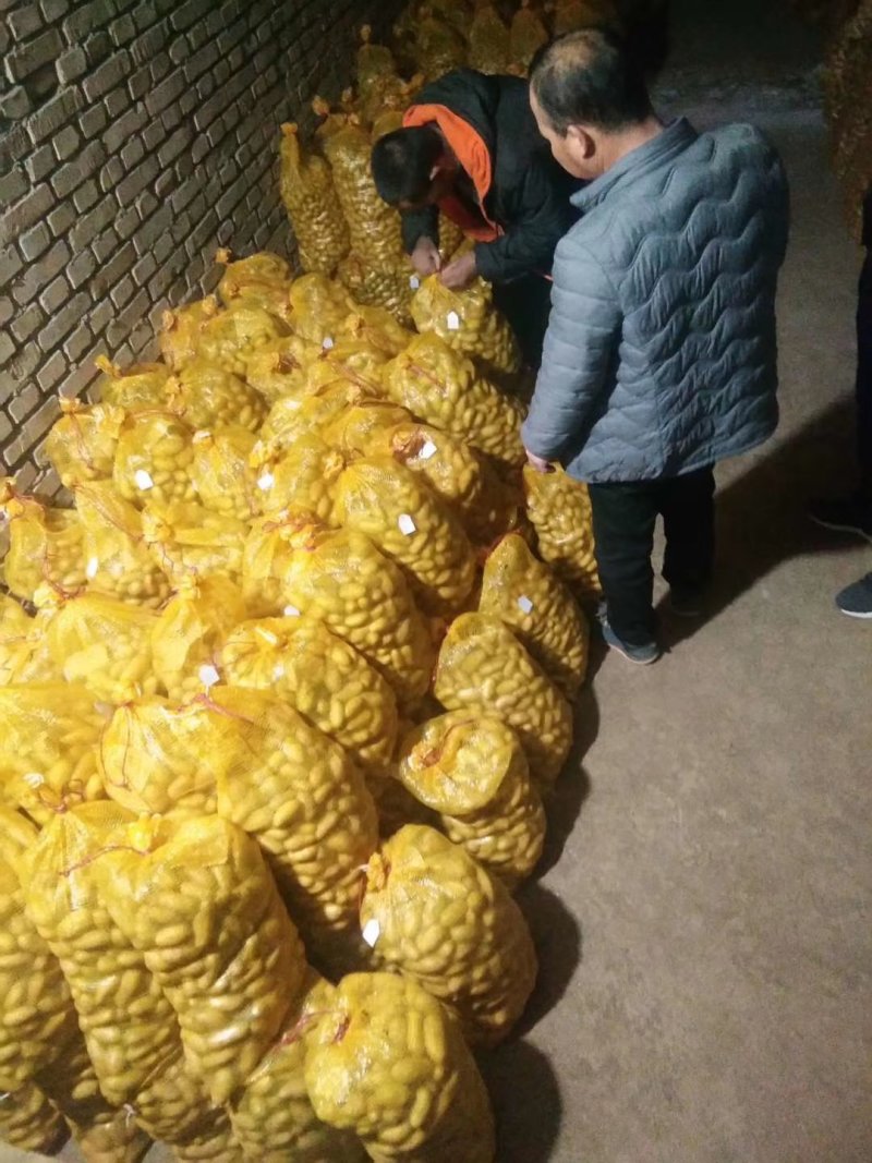土豆种籽，甘肃产地考察选购批发，货源充足。