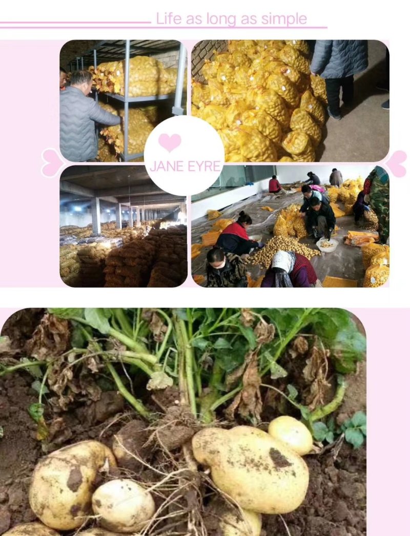 土豆种籽，甘肃产地考察选购批发，货源充足。