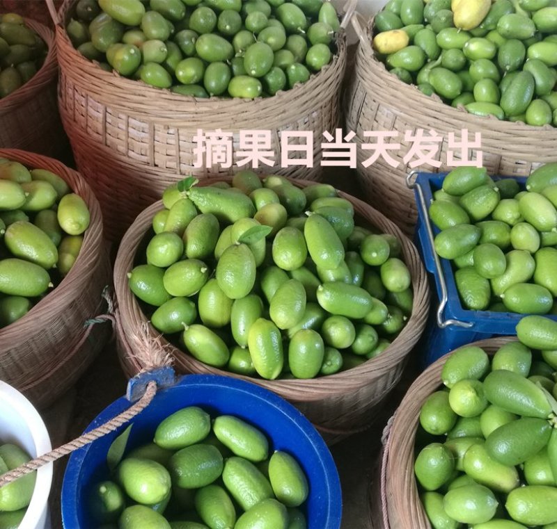 海南香水柠檬专线物流批发广州江南/浙江/南宁/成都等