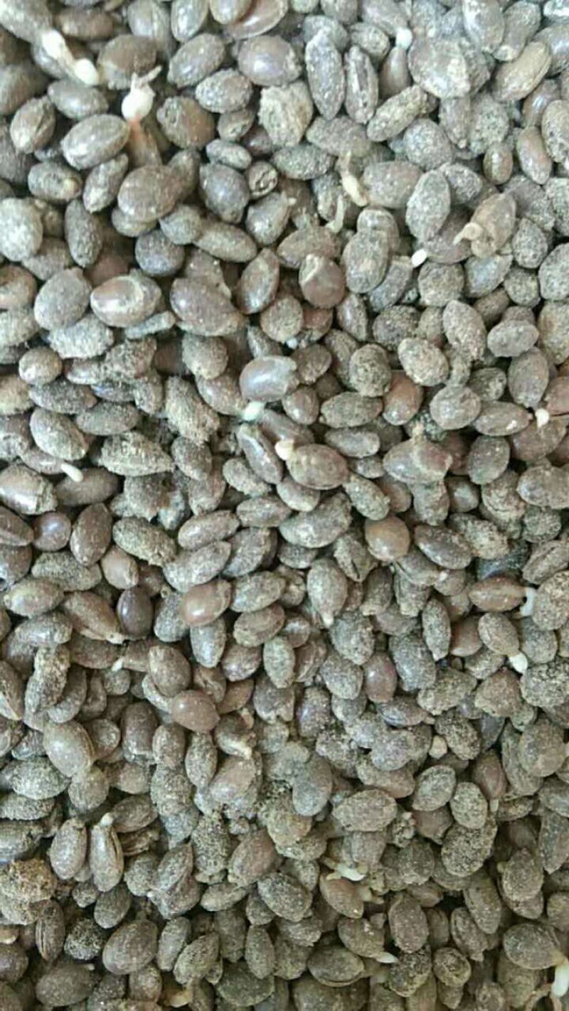 八角种子每年的大红种子