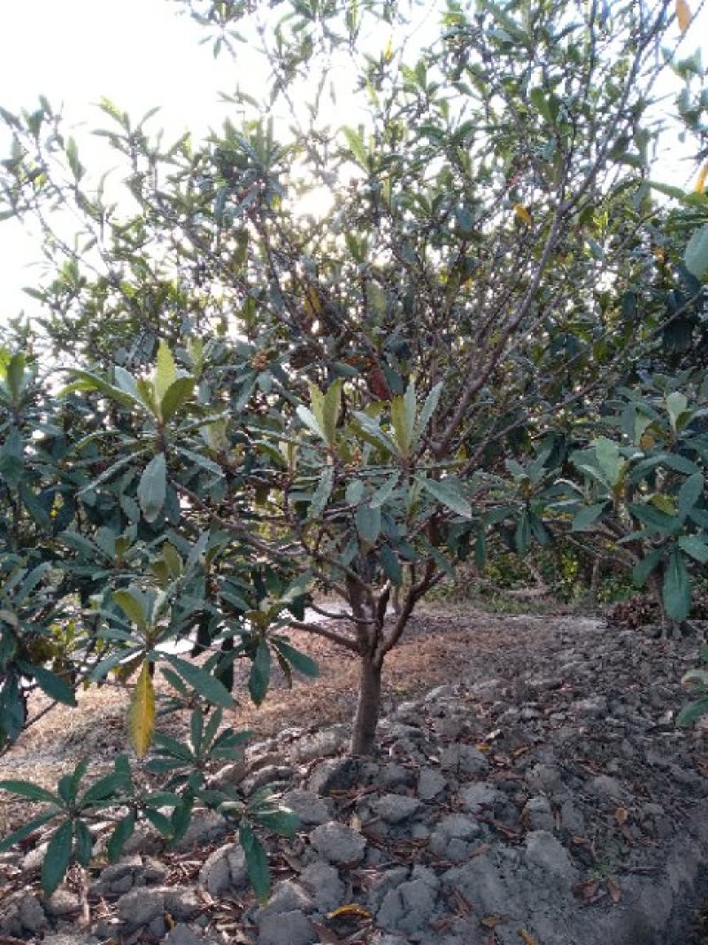 枇杷树