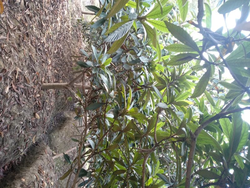 枇杷树