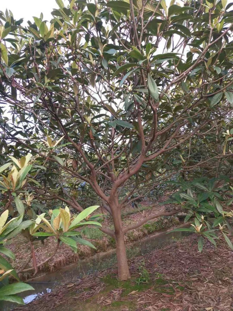枇杷树