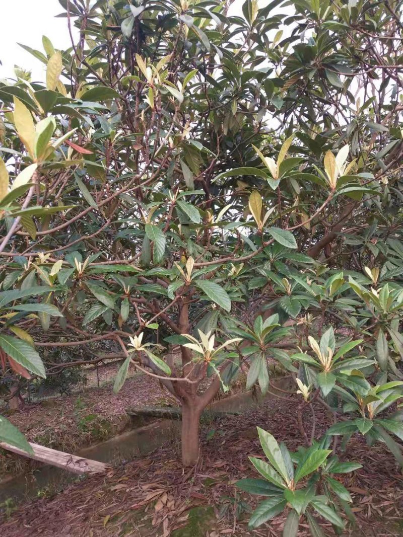枇杷树