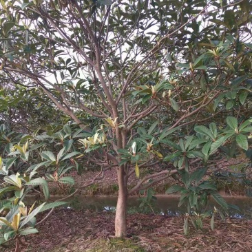 枇杷树