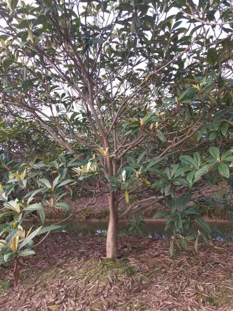 枇杷树