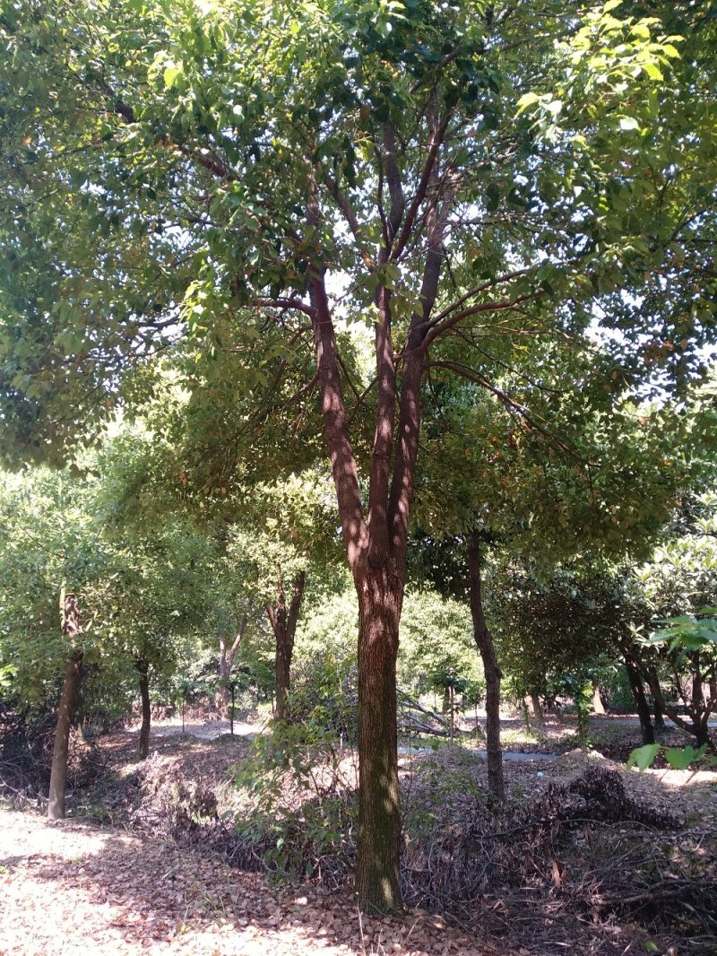 香樟