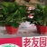 老友绿萝？180#八角红盆，带吸水盆十纸箱，质量保证。