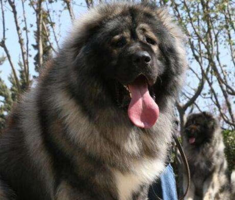 高加索幼犬高加索犬大型熊版高加索幼犬活体大型护卫犬