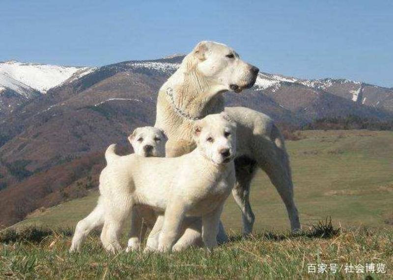 中亚牧羊犬幼犬巨型犬中亚牧羊犬大型犬护卫犬