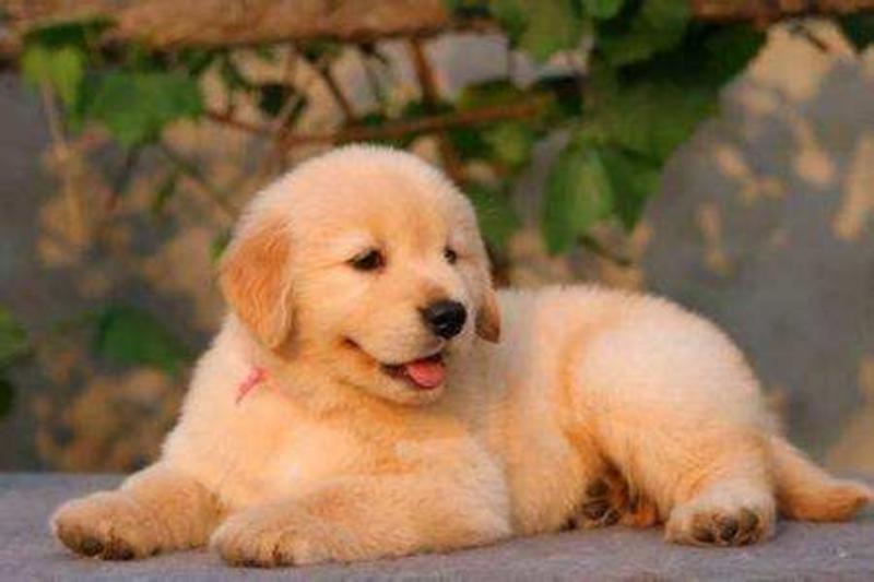 金毛犬幼犬活体小型宠物犬拉布拉多犬家养宠物狗