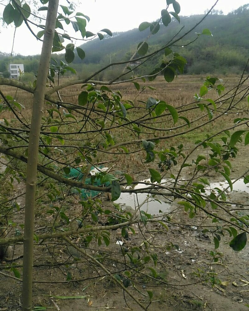 嫁接苗木景观树公园树四季常绿