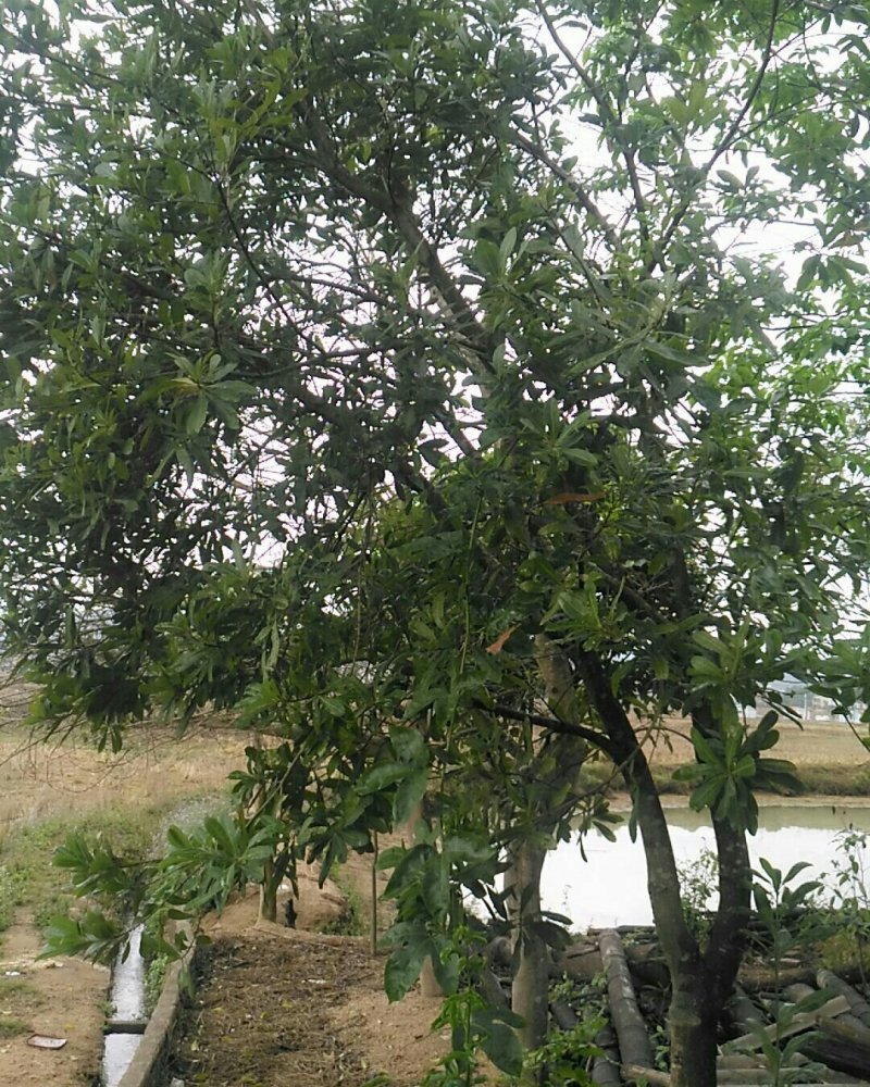 嫁接苗木自种景观树，公园树