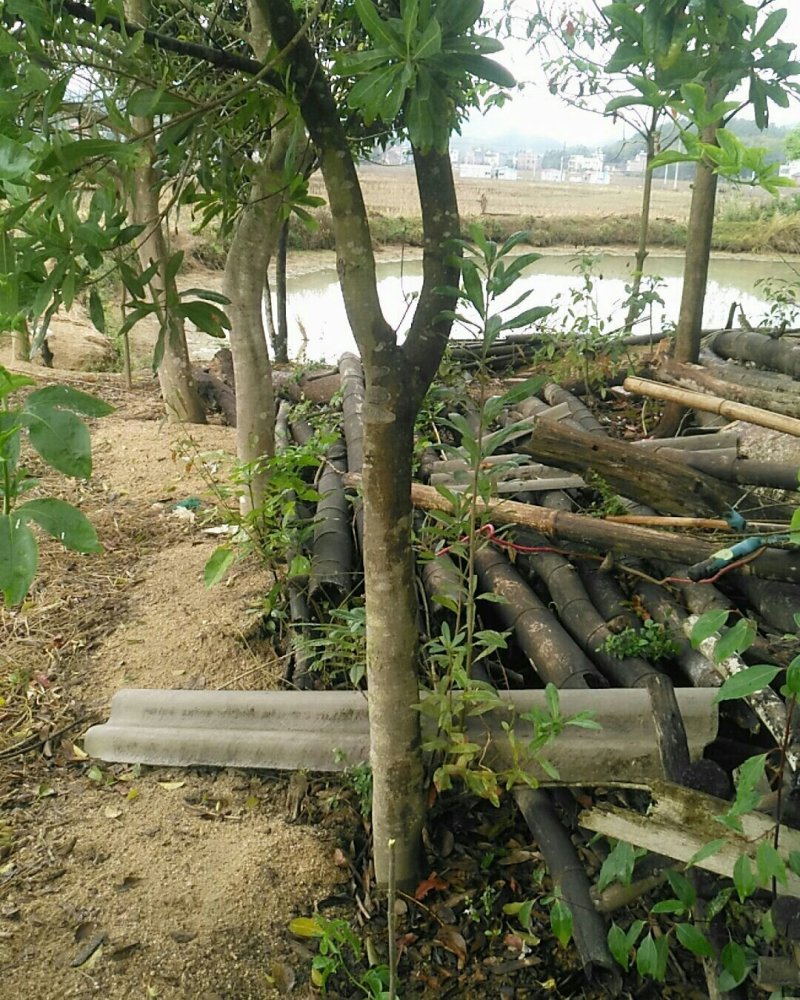 嫁接苗木自种景观树，公园树