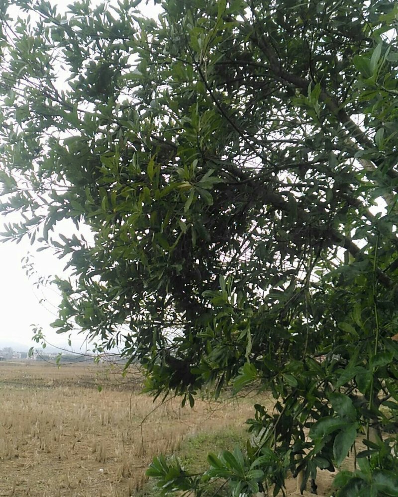 嫁接苗木自种景观树，公园树