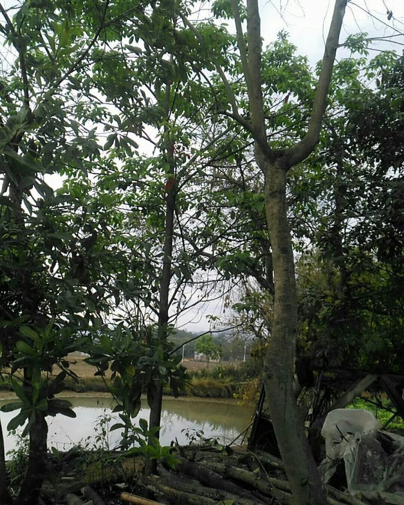 嫁接苗木自种景观树，公园树