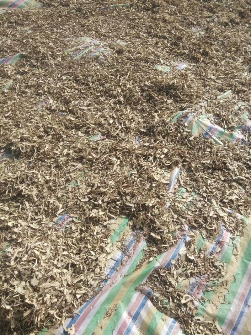 甘肃定西基地当归一棵树当归片一手货源农家自产诚信经营