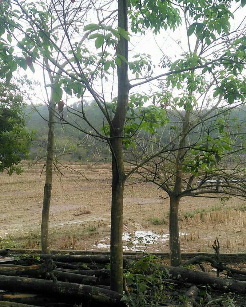 嫁接苗木香桃木，公园观赏树