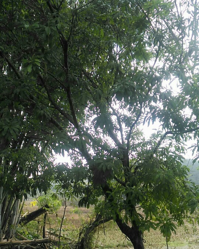 自种杨梅树嫁接种植优良品种