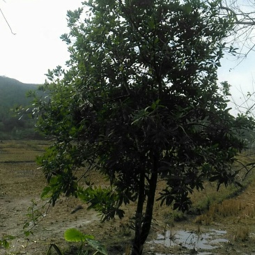 自种杨梅树嫁接种植优良品种