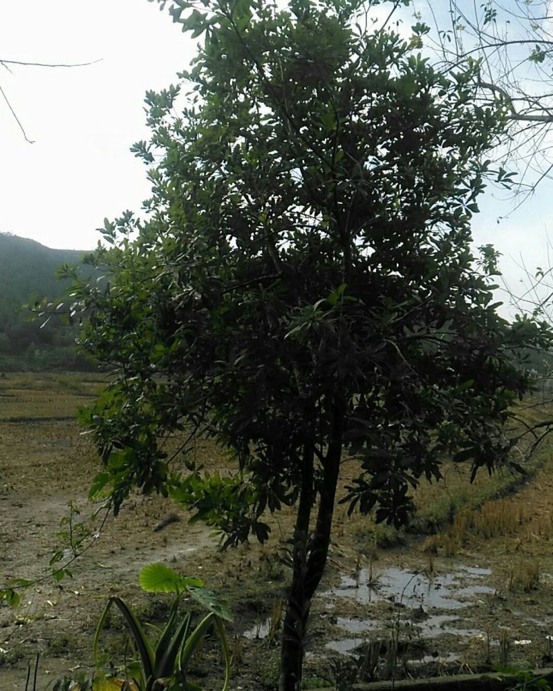 自种杨梅树嫁接种植优良品种