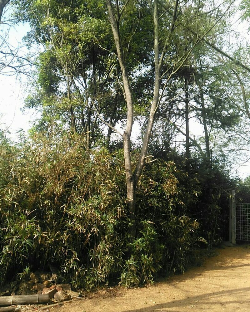 多杆香樟树，公园树，垂直树枝树