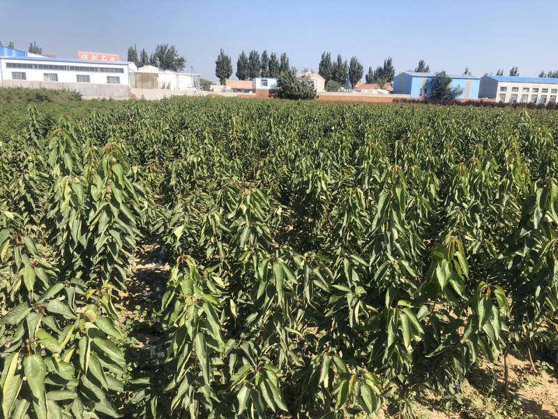 【推荐】纯正俄罗斯8号大樱桃苗，含香樱桃，南北方种植
