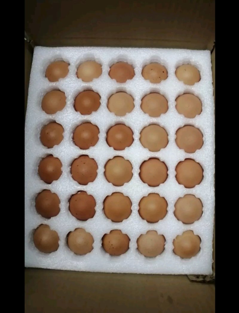 鸡种蛋血毛公鸡种蛋批发零售麻鸡种蛋批发零售