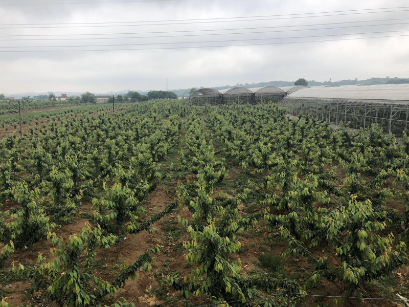 【推荐】纯正俄罗斯8号大樱桃苗，含香樱桃，南北方种植