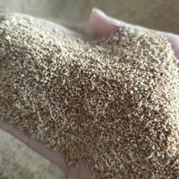 大叶艾草种子野生净籽药用食用草艾绒香艾草新籽四季播种包邮