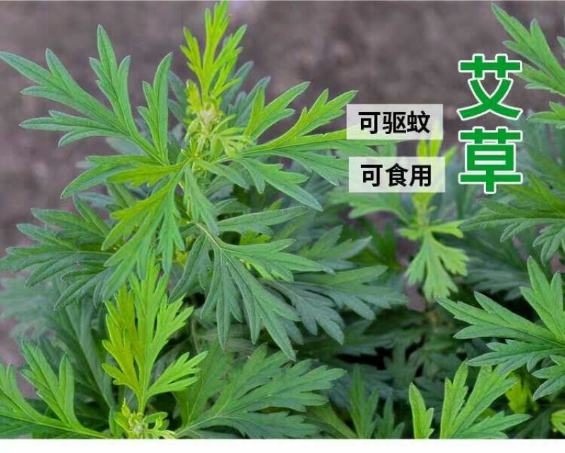 大叶艾草种子野生净籽药用食用草艾绒香艾草新籽四季播种包邮