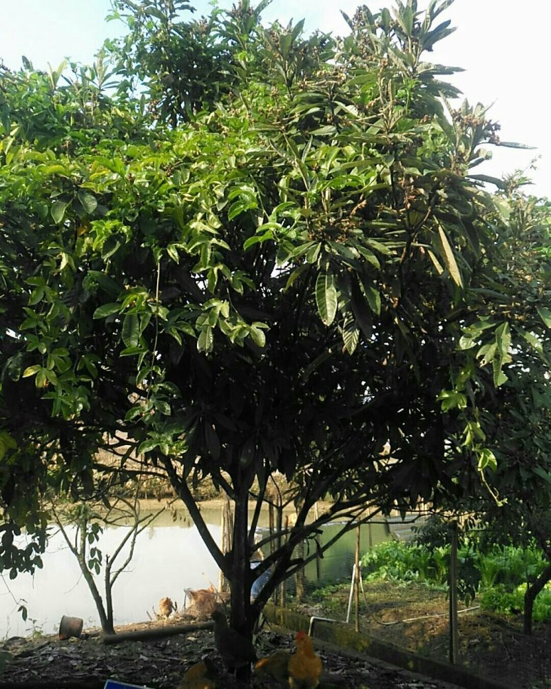 自种嫁接水果树枇杷树果实树