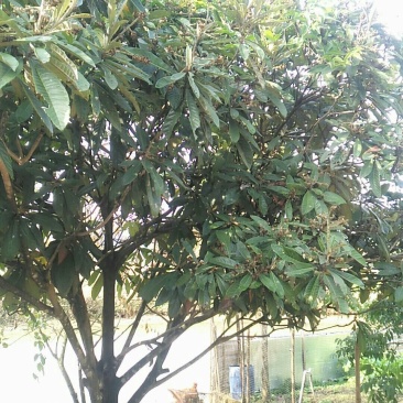 自种嫁接水果树枇杷树果实树