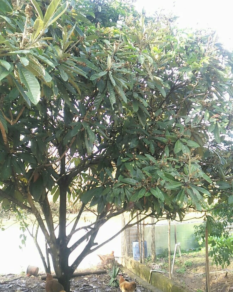 自种嫁接水果树枇杷树果实树