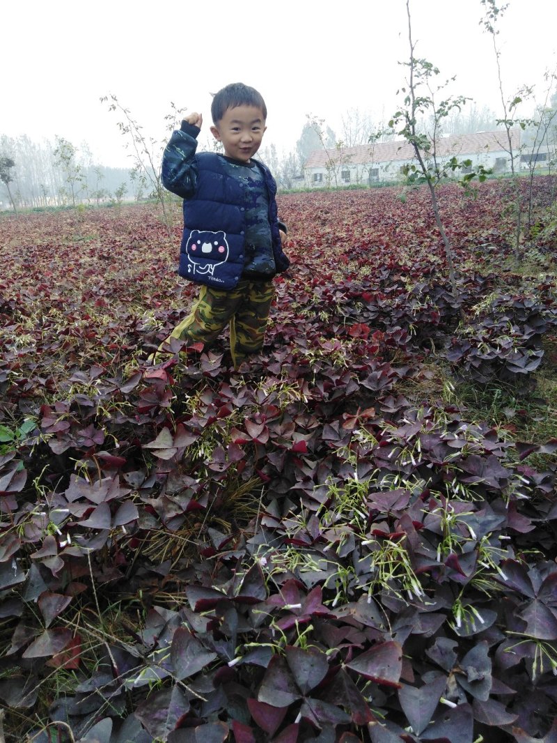 紫叶杂酱草紫叶酢浆草种球根茎粗壮发芽率高大量批发