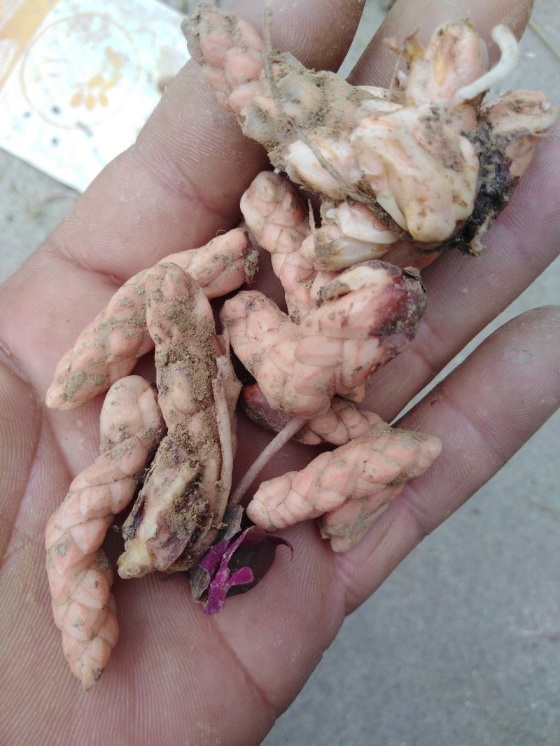 紫叶杂酱草紫叶酢浆草种球根茎粗壮发芽率高大量批发