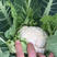 白花菜花优质菜花湖北菜花种植万亩每天走货20万斤