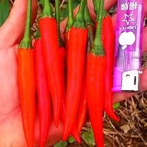 小米椒5~10厘米红