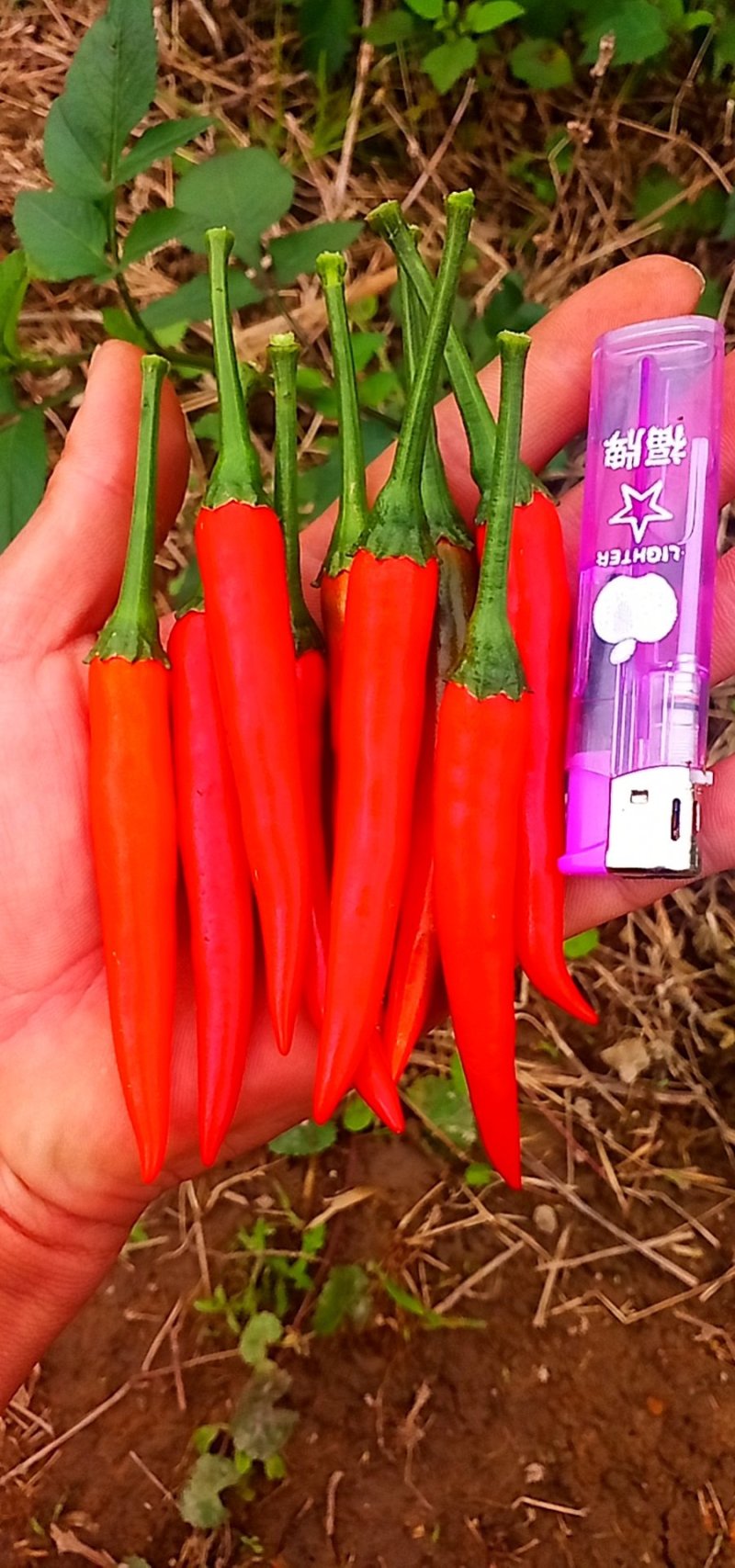 小米椒5~10厘米红