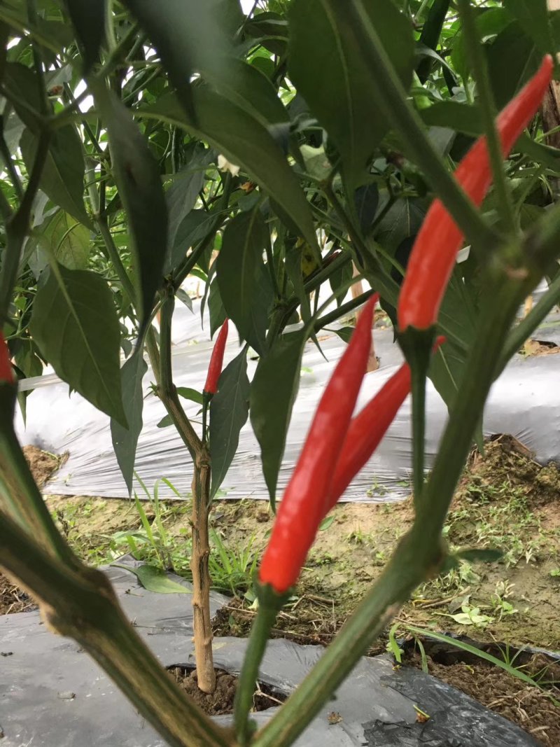 小米椒5~10厘米红