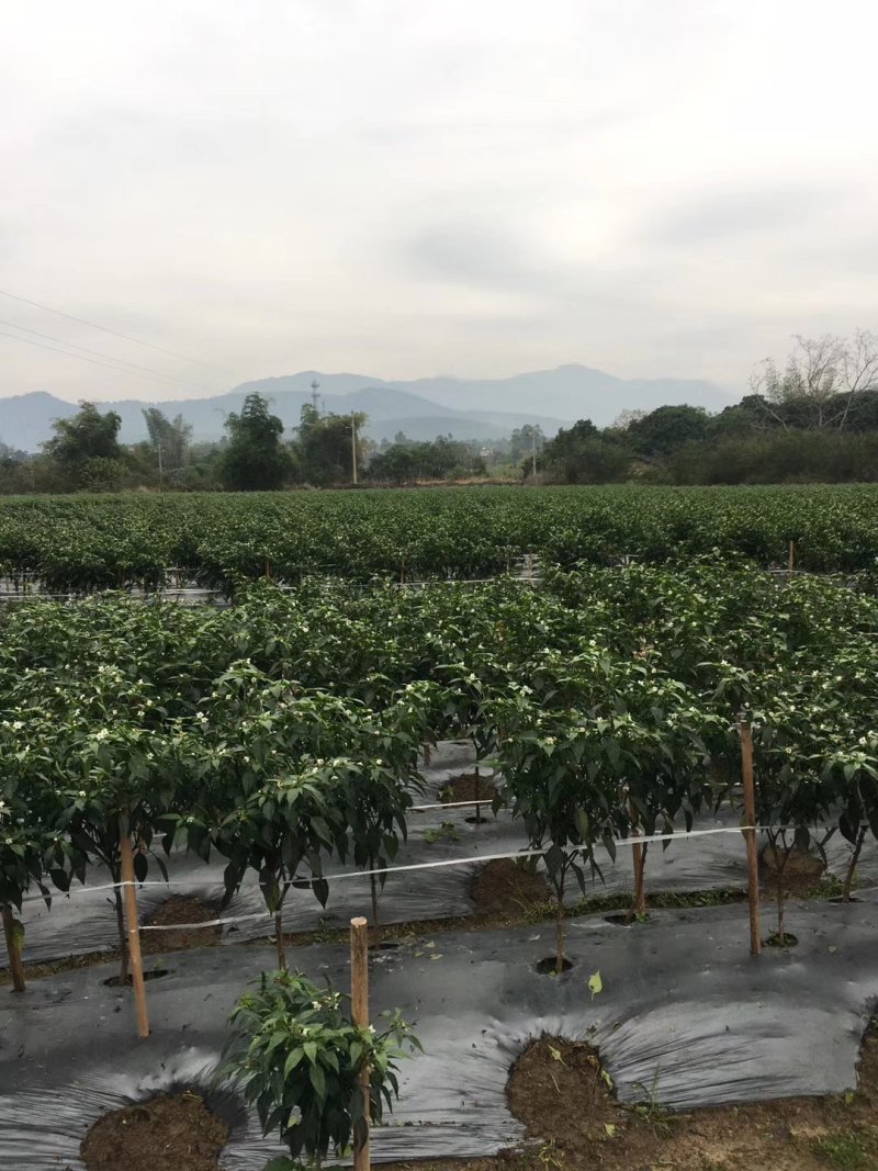 小米椒5~10厘米红