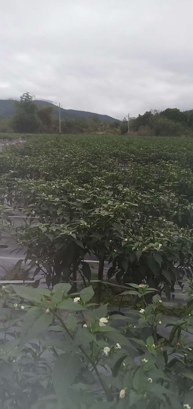 小米椒5~10厘米红