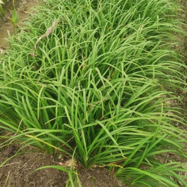 常绿萱草常绿萱草苗圃萧山佳颖园艺场自产自销