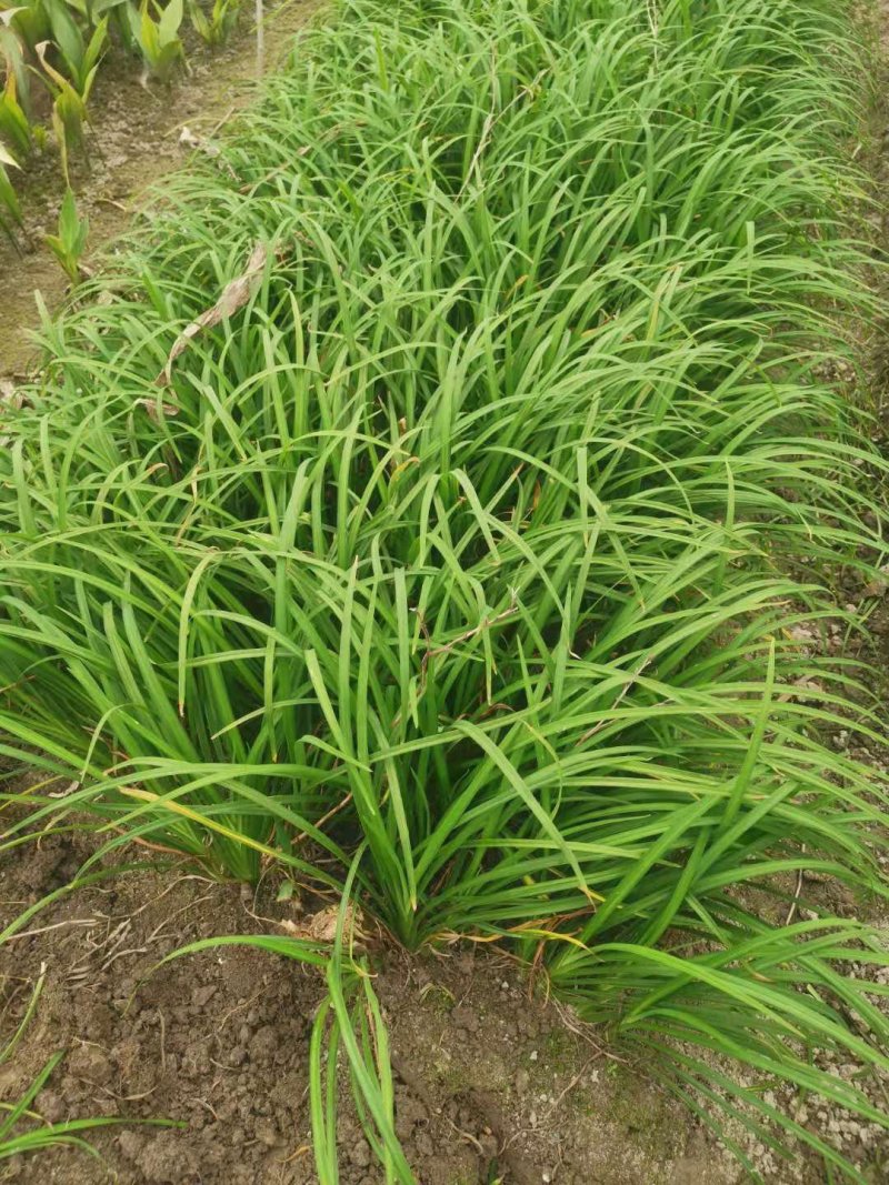 常绿萱草常绿萱草苗圃萧山佳颖园艺场自产自销