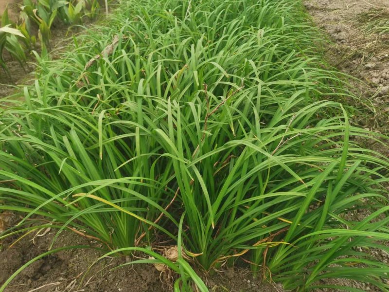 常绿萱草常绿萱草苗圃萧山佳颖园艺场自产自销