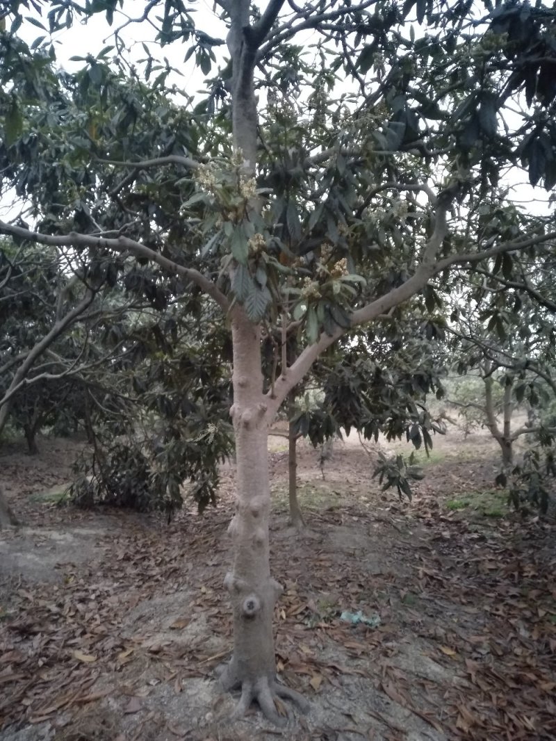 枇杷树