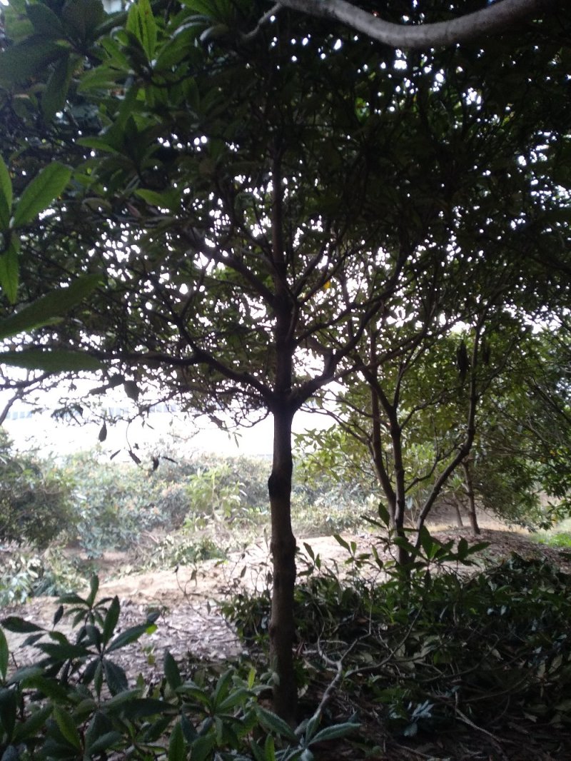 枇杷树